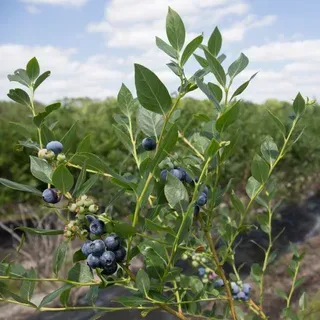thumbnail for publication: Government Agency Resources for Florida Blueberry Growers
